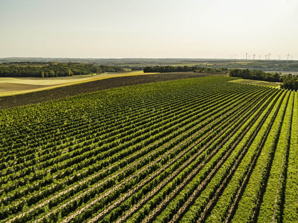 Blick über die Weingärten Richtung Mistelbach