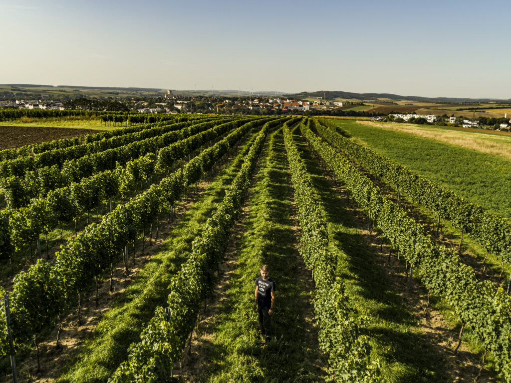 Blick über die Weingärten von Mistelbach