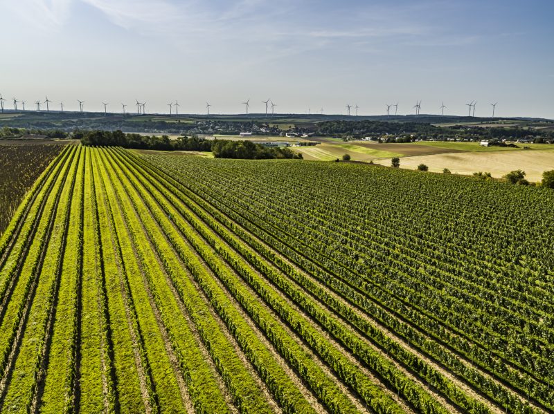 Blick über die Weingärten